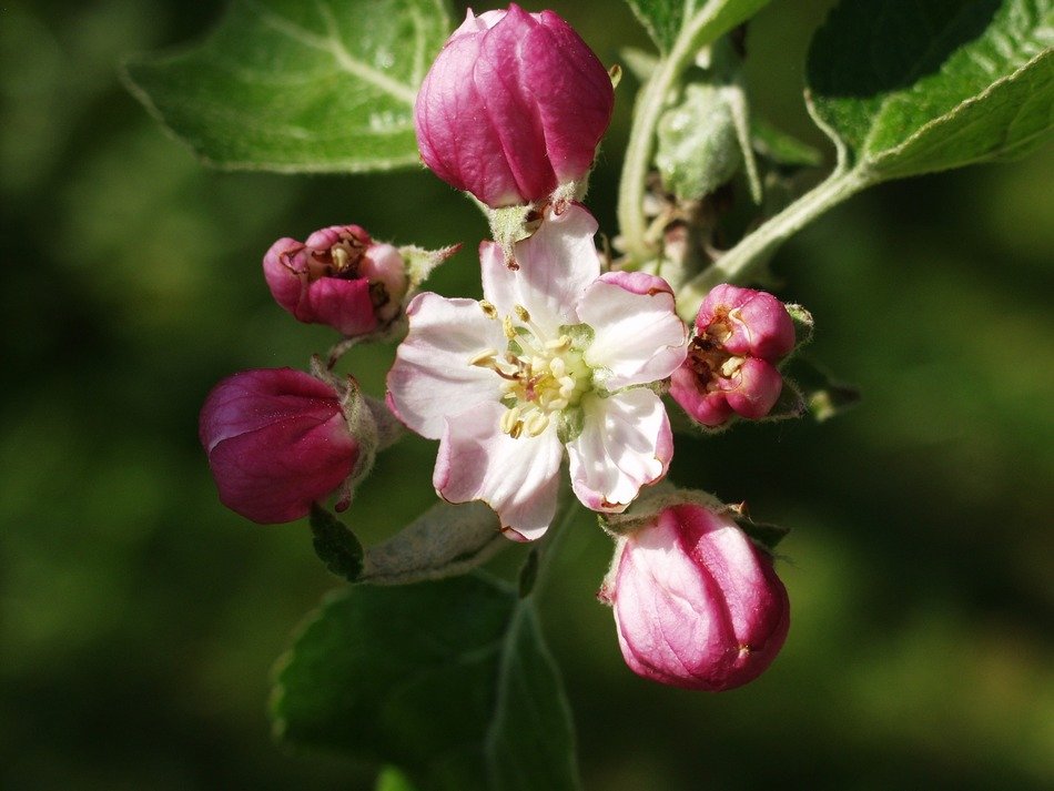 opening apple blossoms