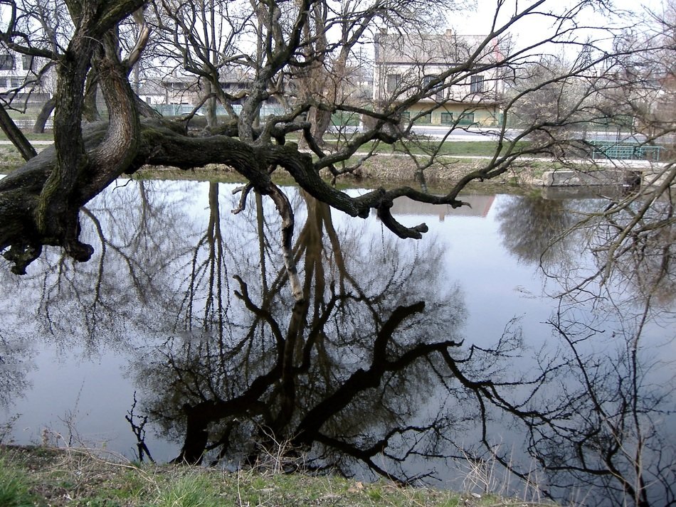 tree with reflection in the lake