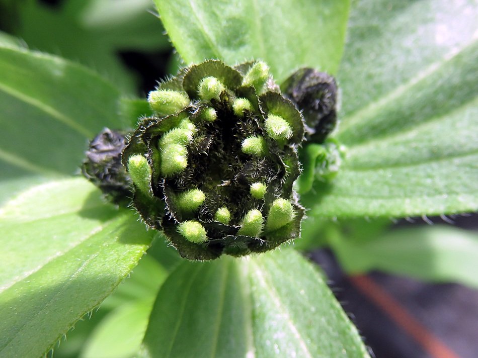 Closeup picture of natural plant