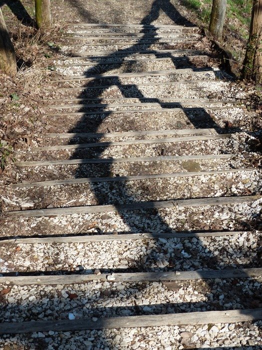staircase in the forest with a shadow from the tree