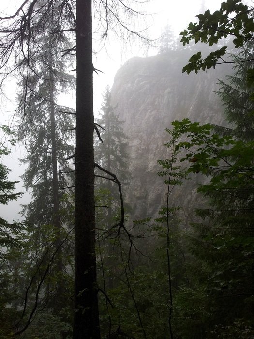 trees on a background of mountains in the mist