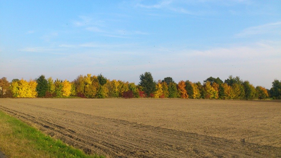 distant view of autumn forest on a sunny day
