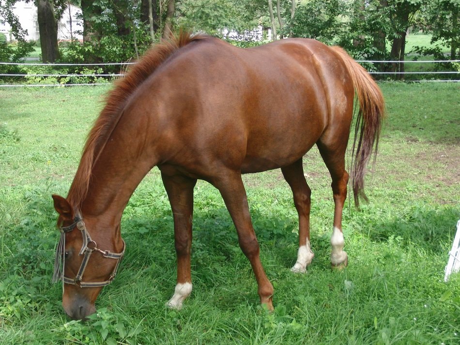 horse feedind on the field