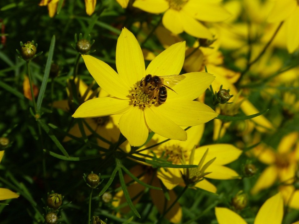 Bee on the beautiful yellow flower