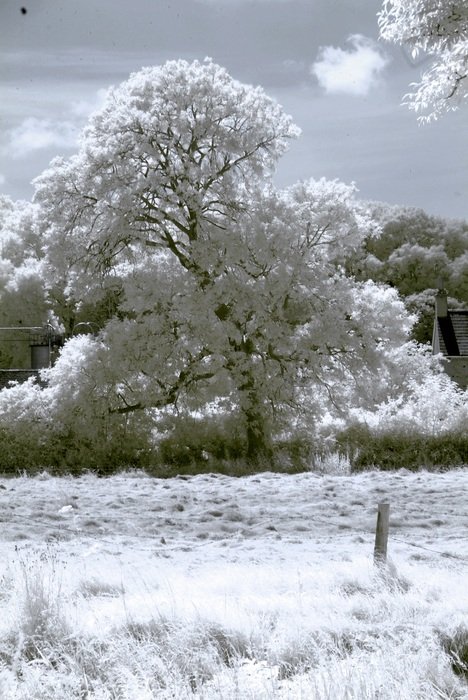 Beautiful tree in snow