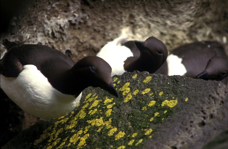 black and white bird on the rock close-up