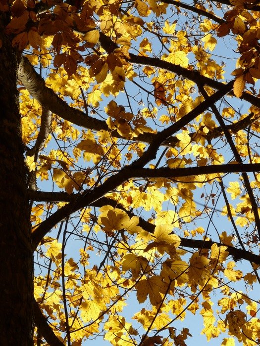 view of the sky through rock maple autumn
