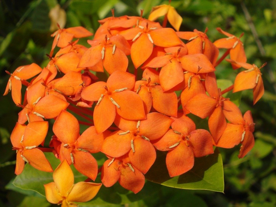 orange bouquet detail