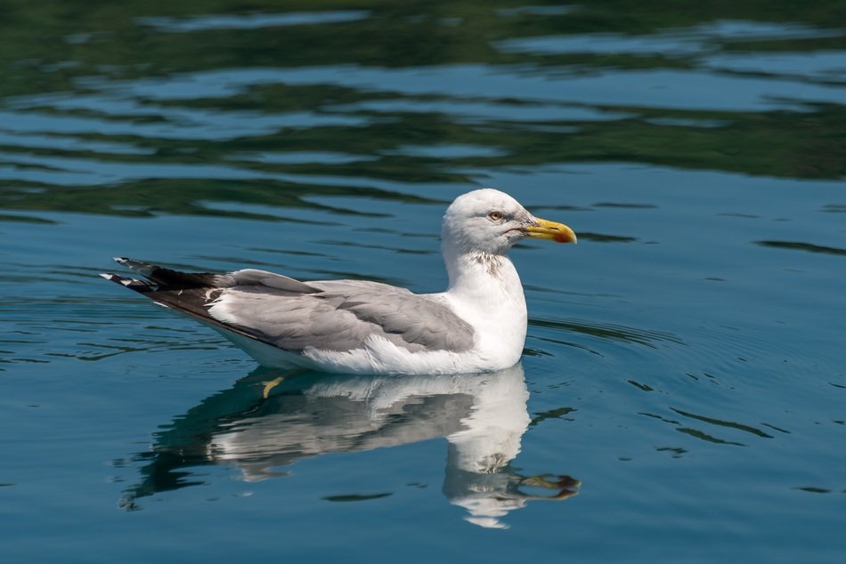 seagull in the water