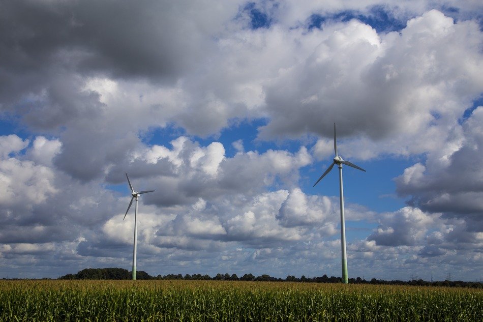 wind turbines on the cornfield