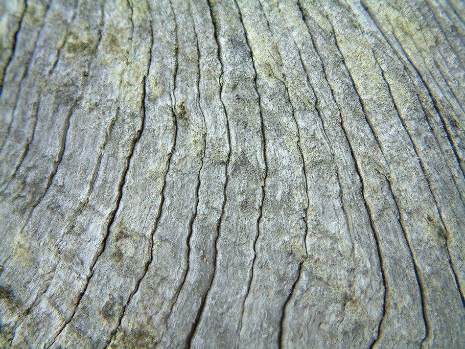 grey wood covered with moss