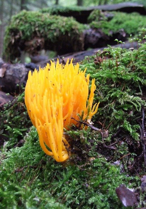 orange ramaria aurea