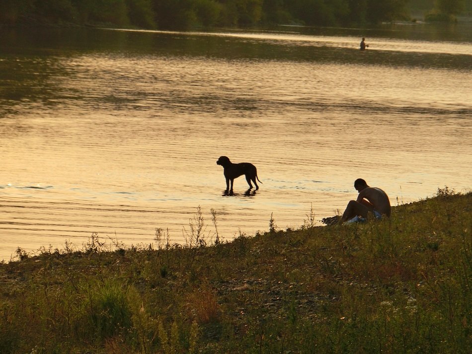 Dog in the river