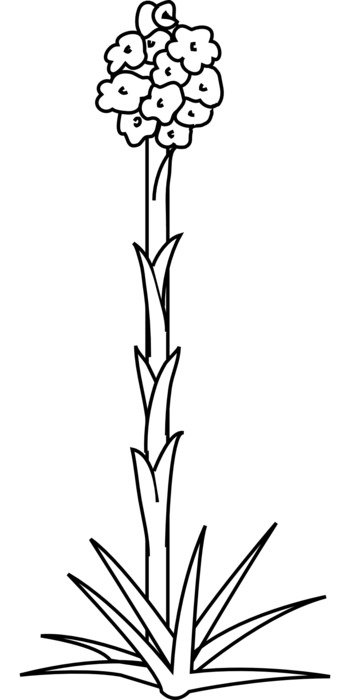 Black and white flower clipart