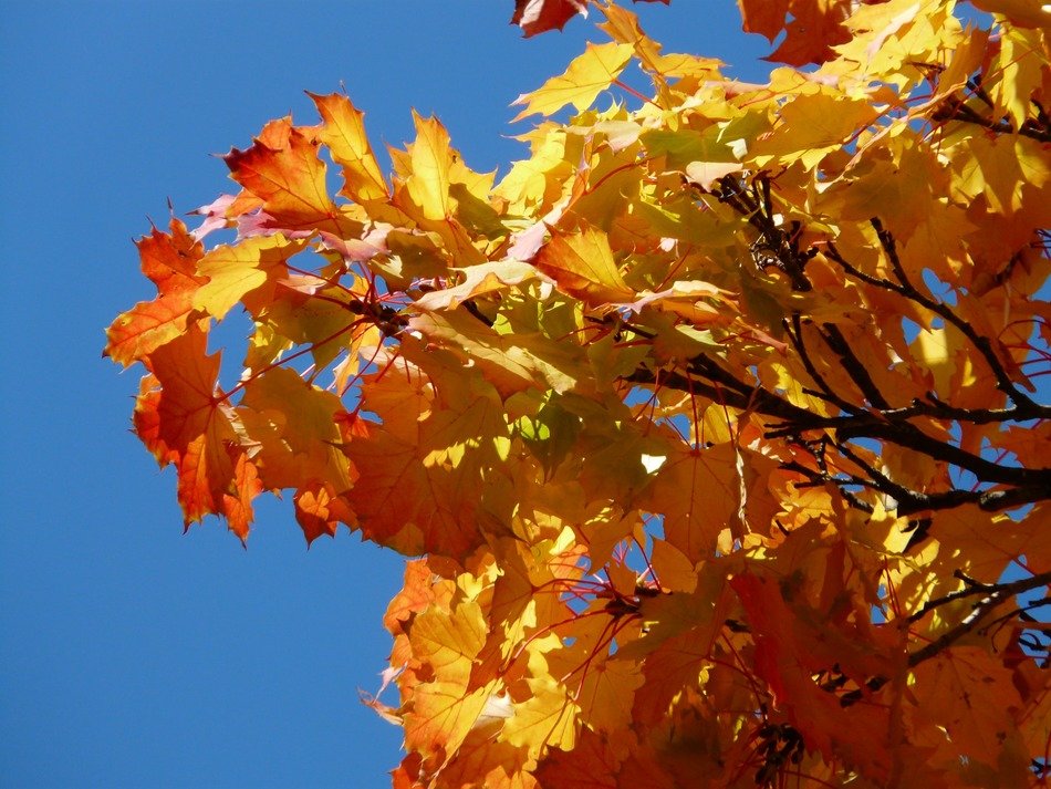 vivid maple leaves against the blue autumn sky