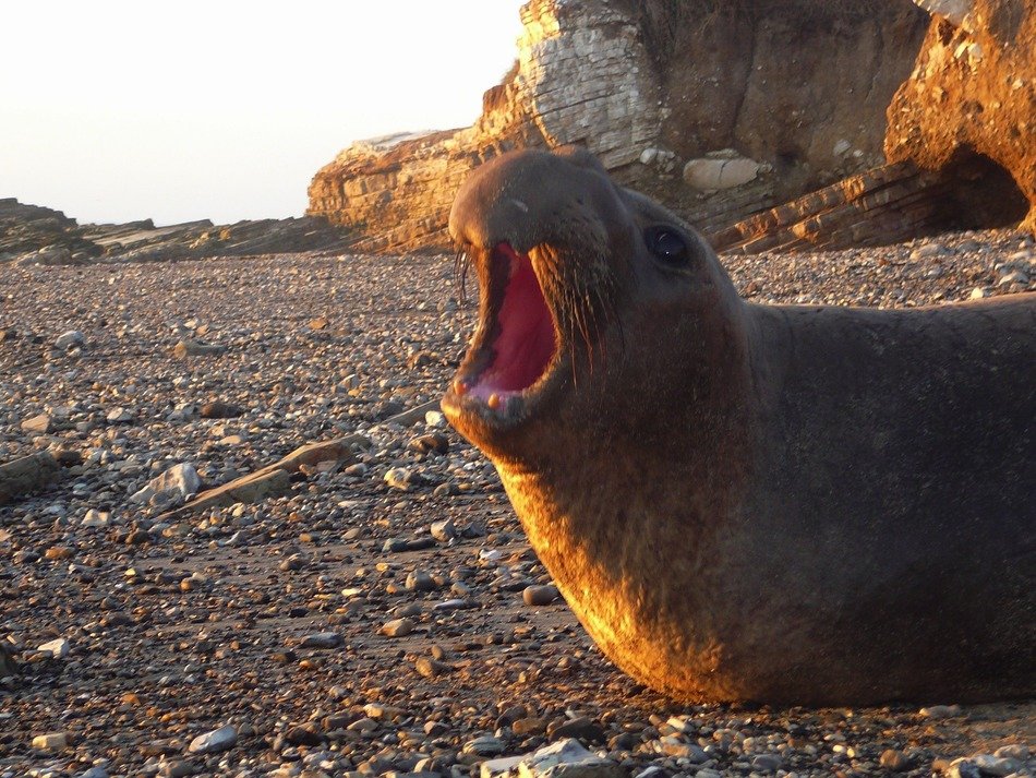 sea elephant on the rocky coast