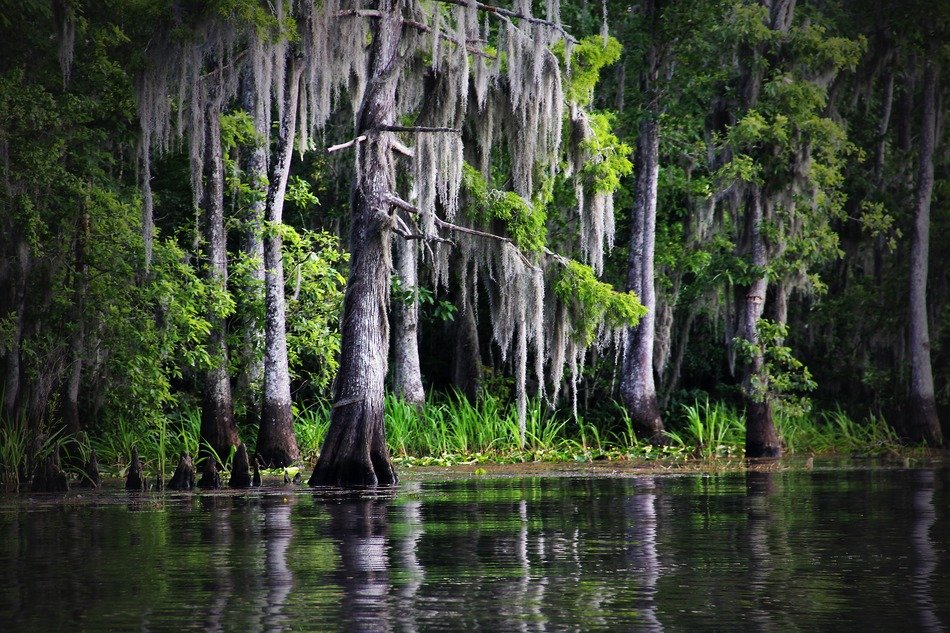 cypress near the river