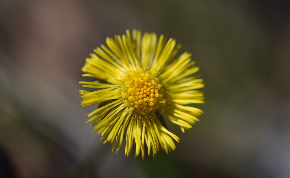 tussilago farfara flower
