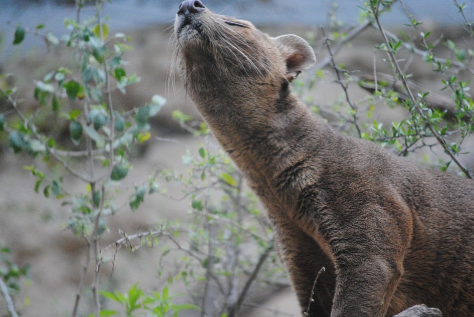 portrait of Madagascar fossa mammal