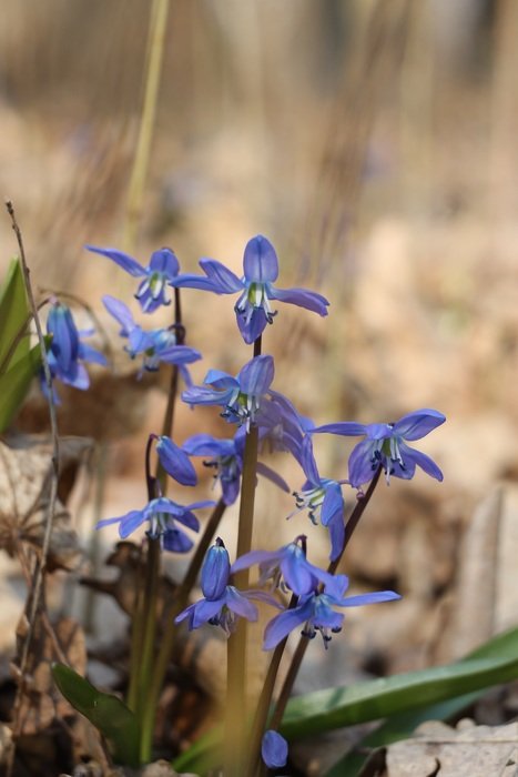 Blue snowdrop