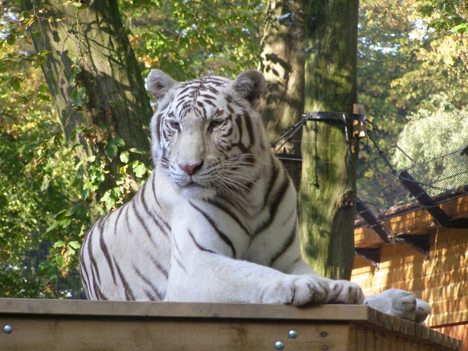 white tiger resting in zoo