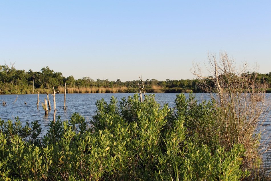 lake in the park