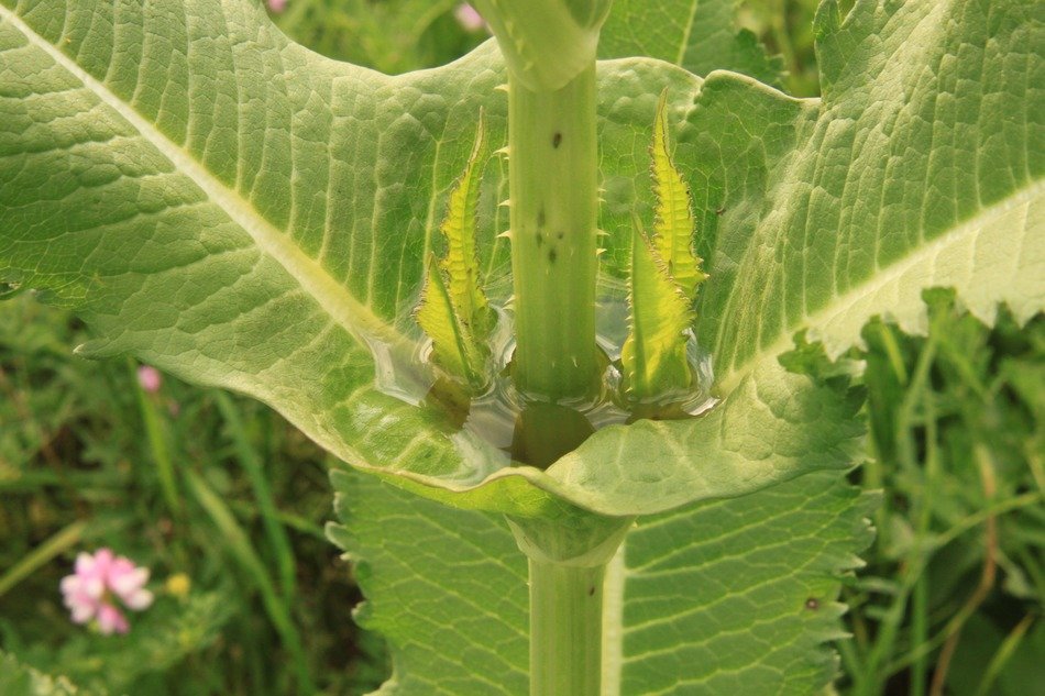 Close-up of the green-yellow stem of teasel