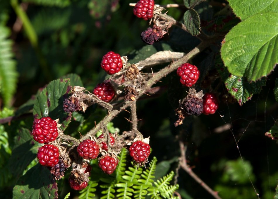 blackberry fruit on the stem
