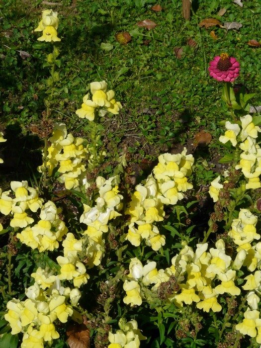 flowering Antirrhinum majus