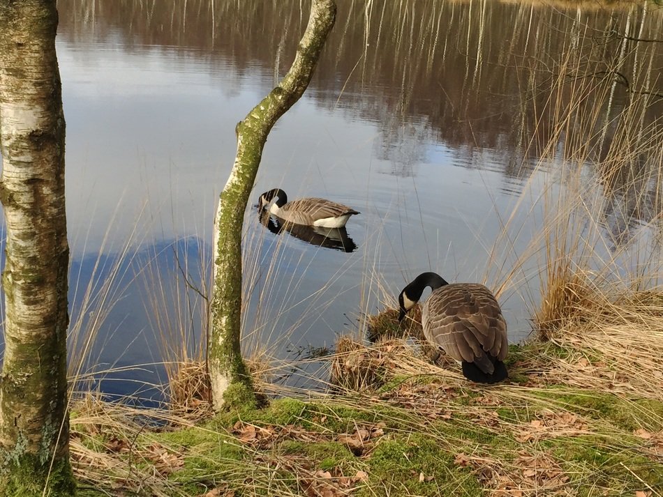 ducks on the forest pond