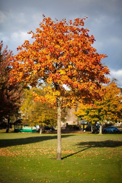 seasonal beautiful autumn foliage