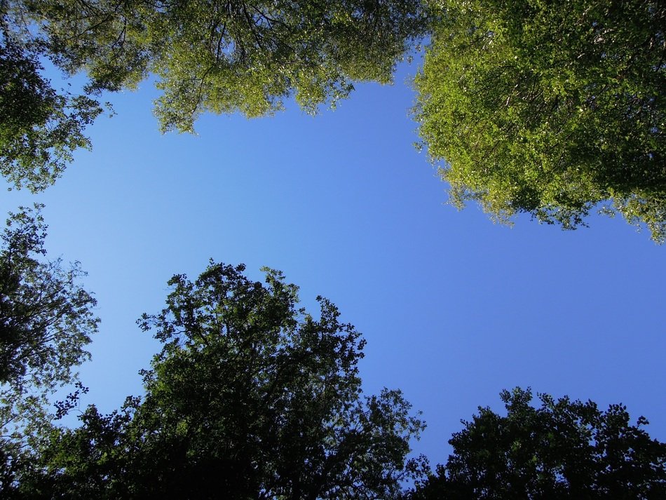 extraordinarily beautiful finnish wood