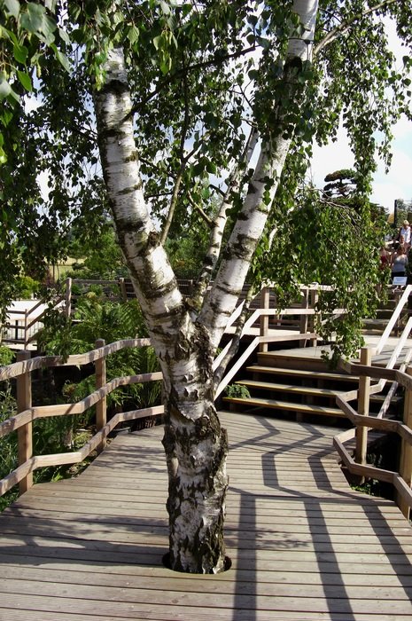 birch bridge park landscape
