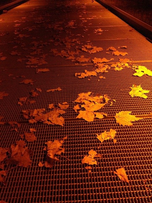 fallen yellow leaves on grate at night