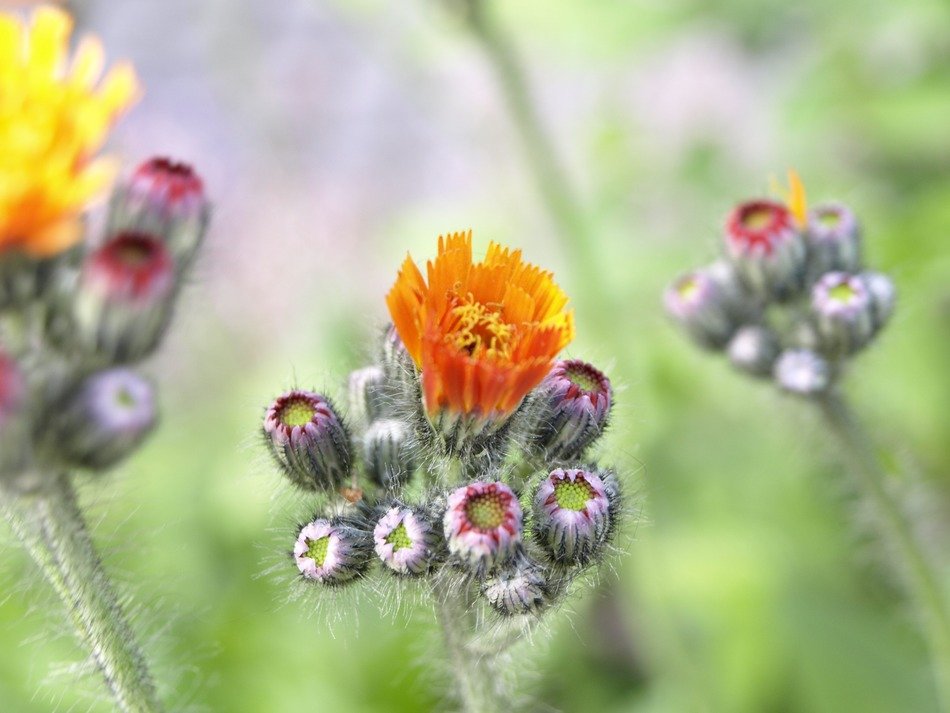 weed with orange buds