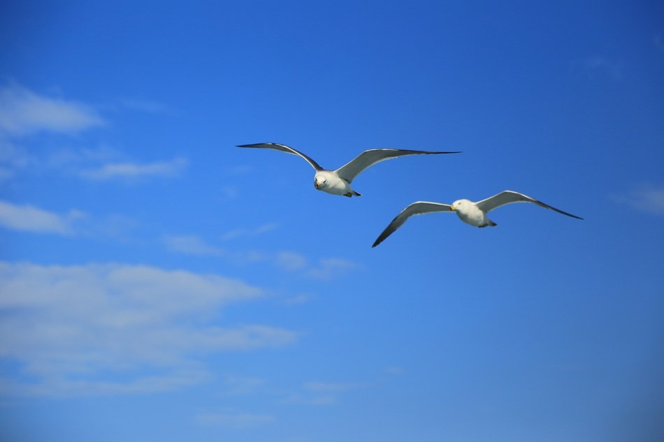 seagulls fly under the blue sky