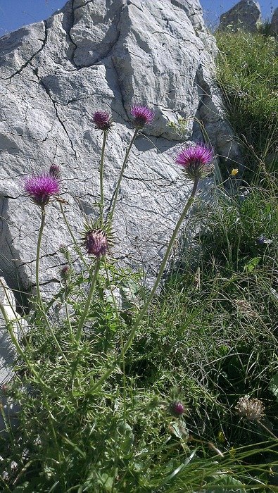 blooming thistle near the stones