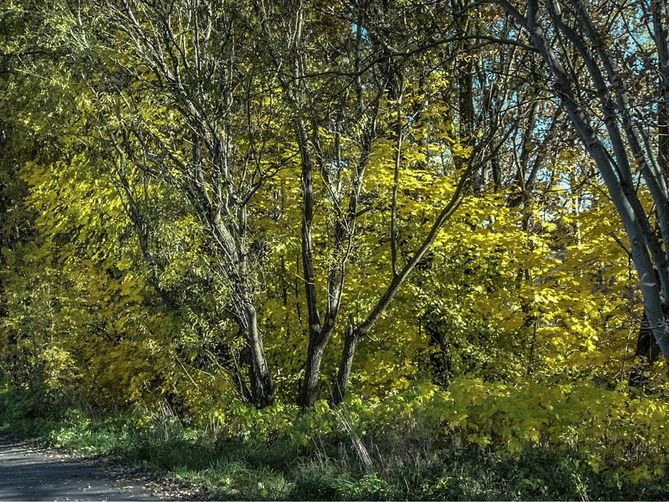 Landscape in october