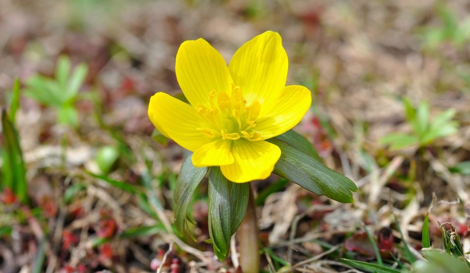 yellow flower in early spring