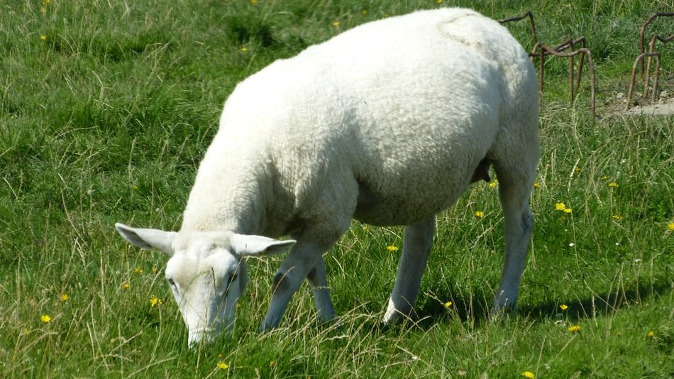 White sheep on the grass
