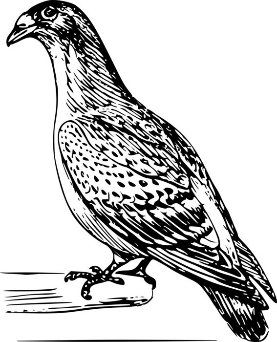 black and white graphic image of a dove