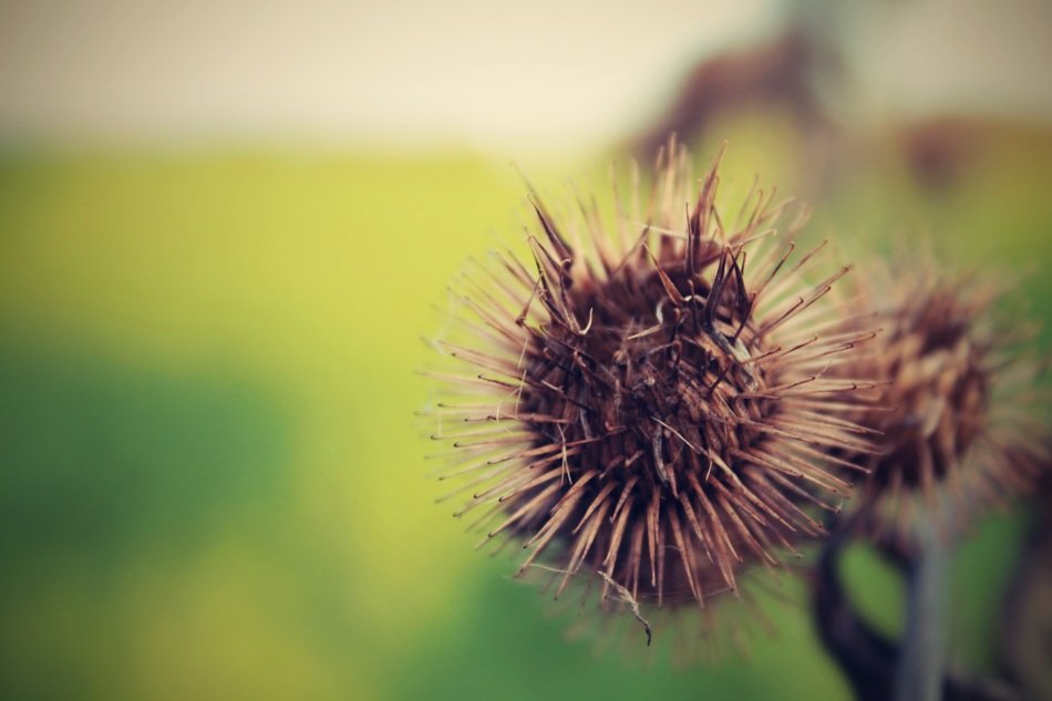 stunning thistle flower