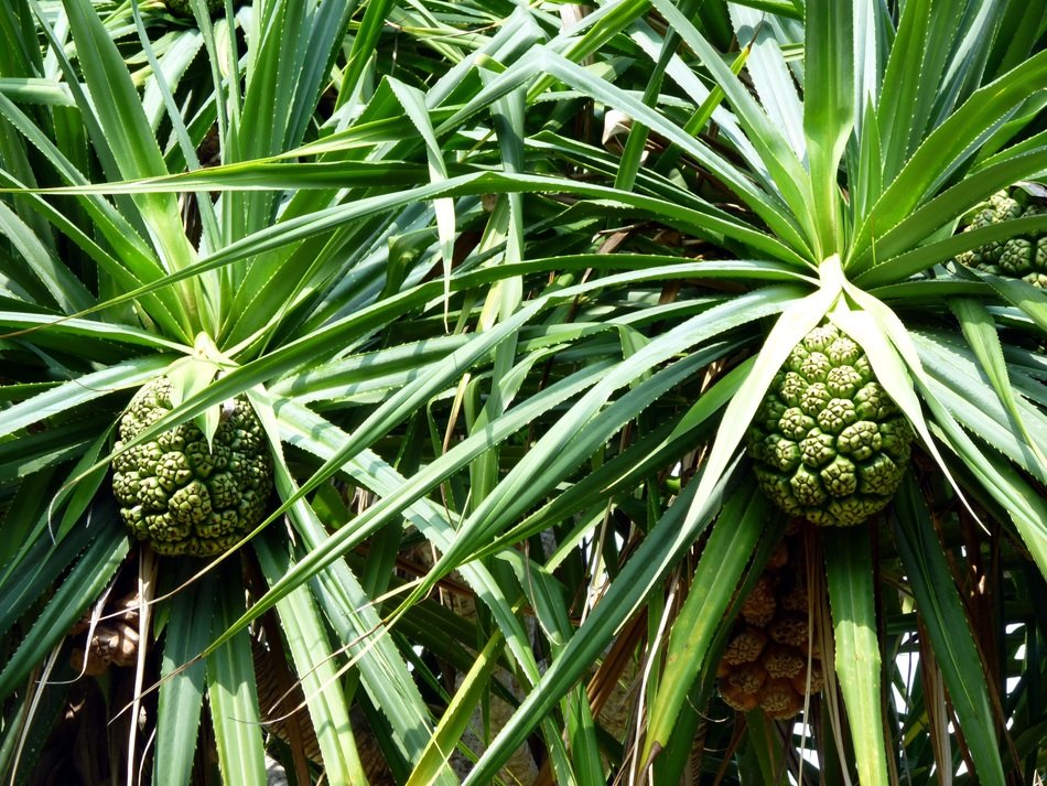 Exotic pineapple plants in the forest