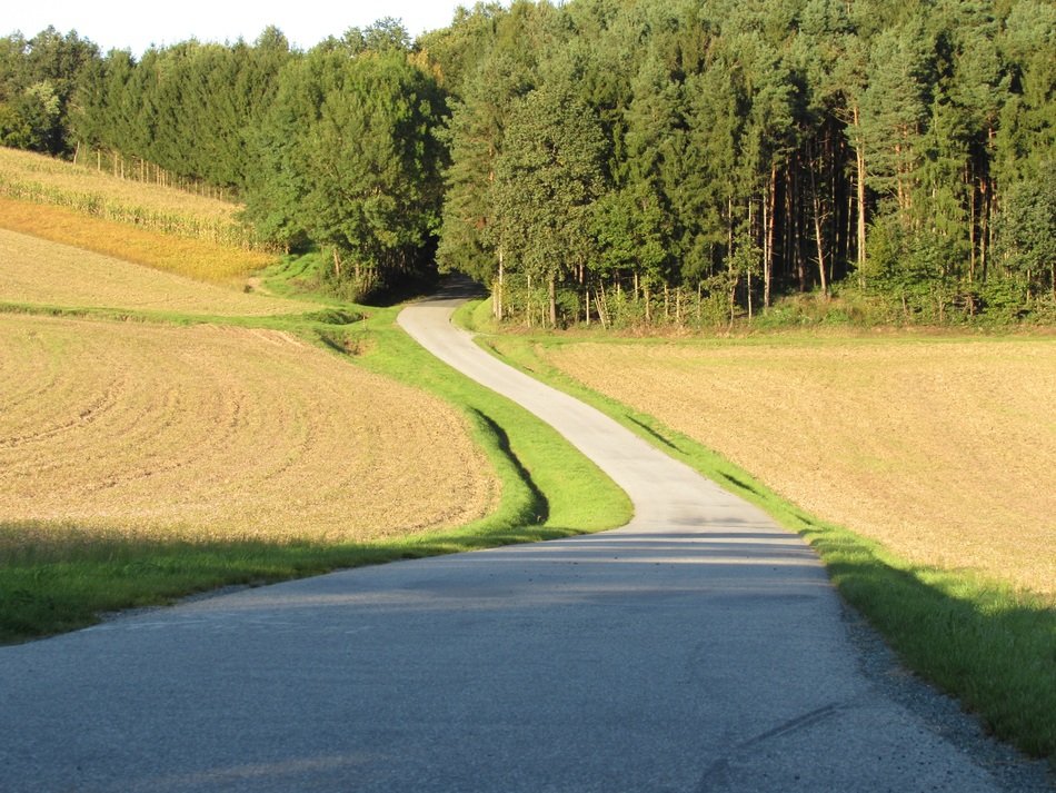 trail near the forest