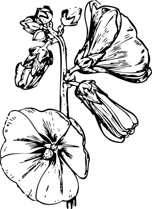 black and white drawing of hollyhock