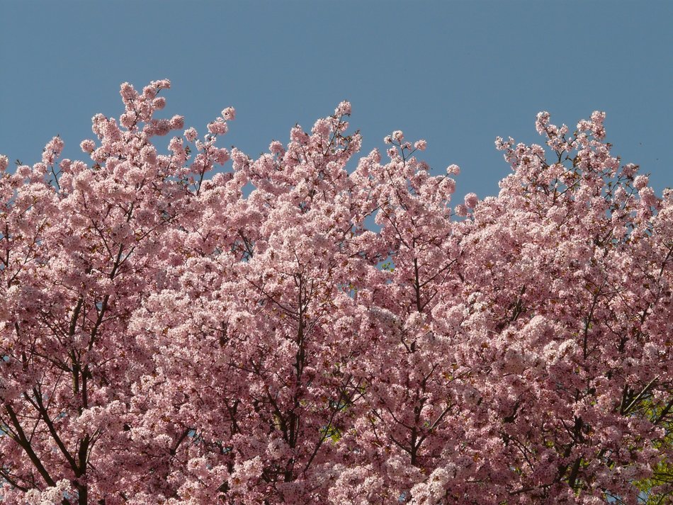 cherry blossom against the sky