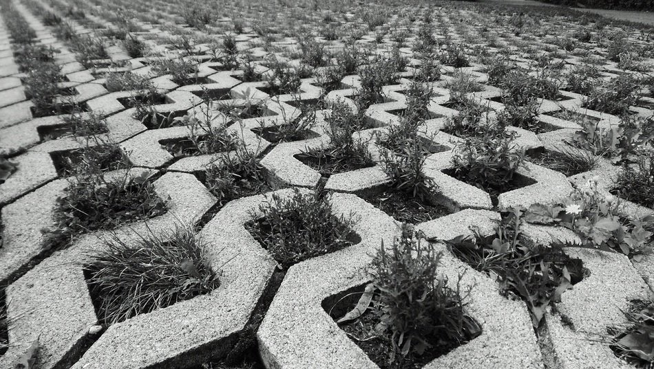 Black and white photo of the grass growing through the pavement
