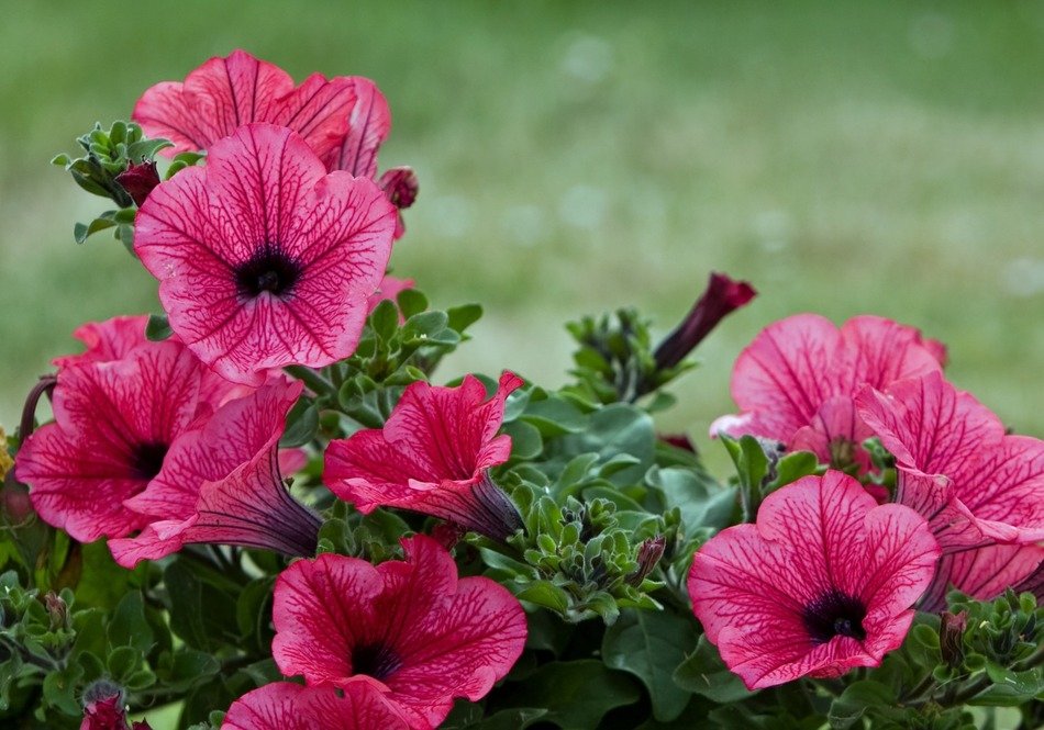flowers beautiful pink