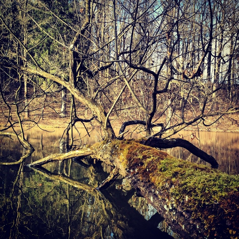 tree in moss in the forest