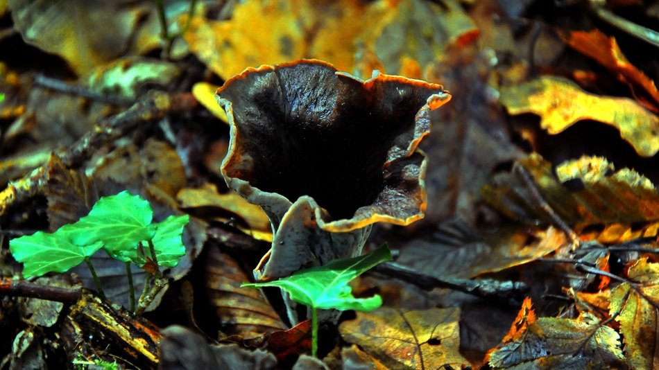 dark brown toxic mushroom